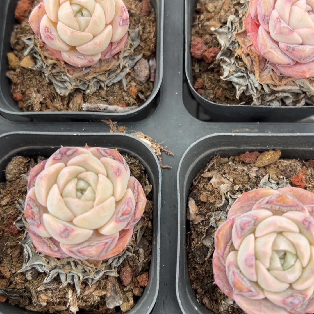 春节大福利，纯爱！