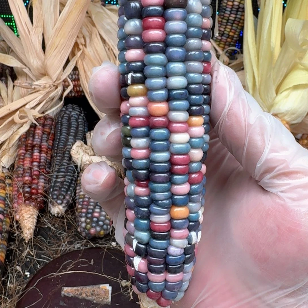 柏香籽/百香籽吊坠小**?