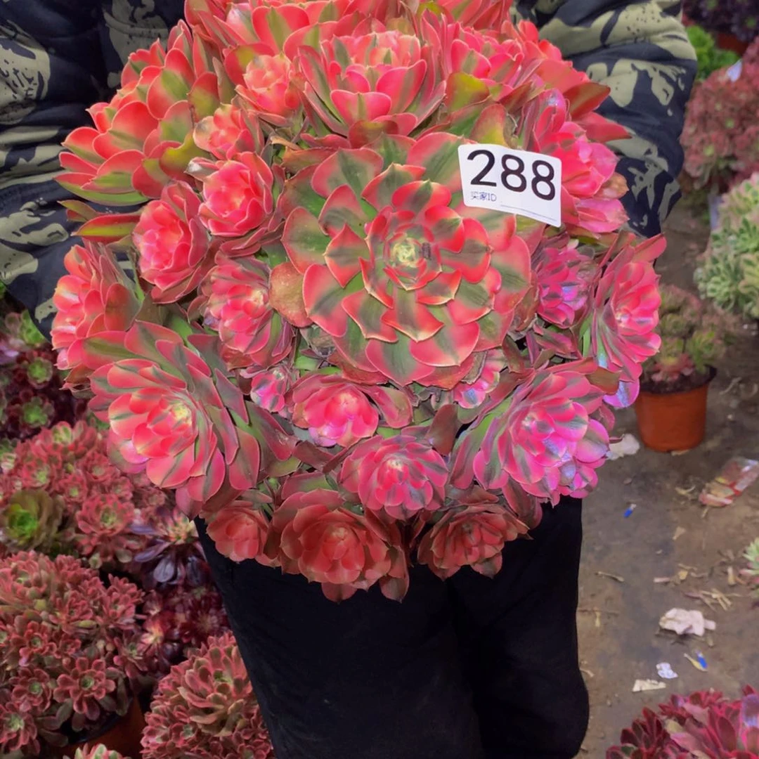 法师多肉植物288