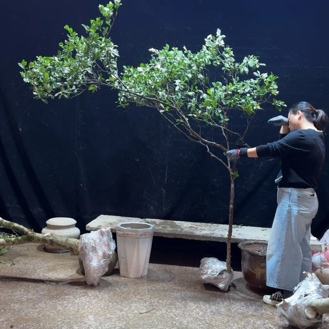 华***）完全开放栀子花造型树一物一拍