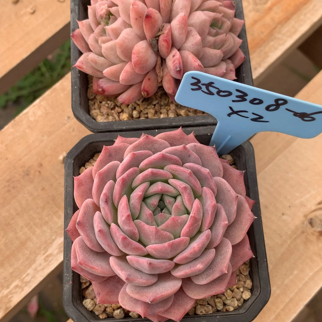 涵*350308-06杂交2