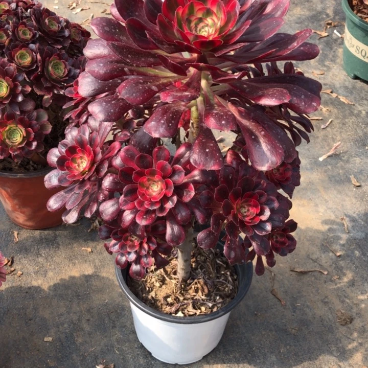 奋****818号 香奶奶 多肉植物