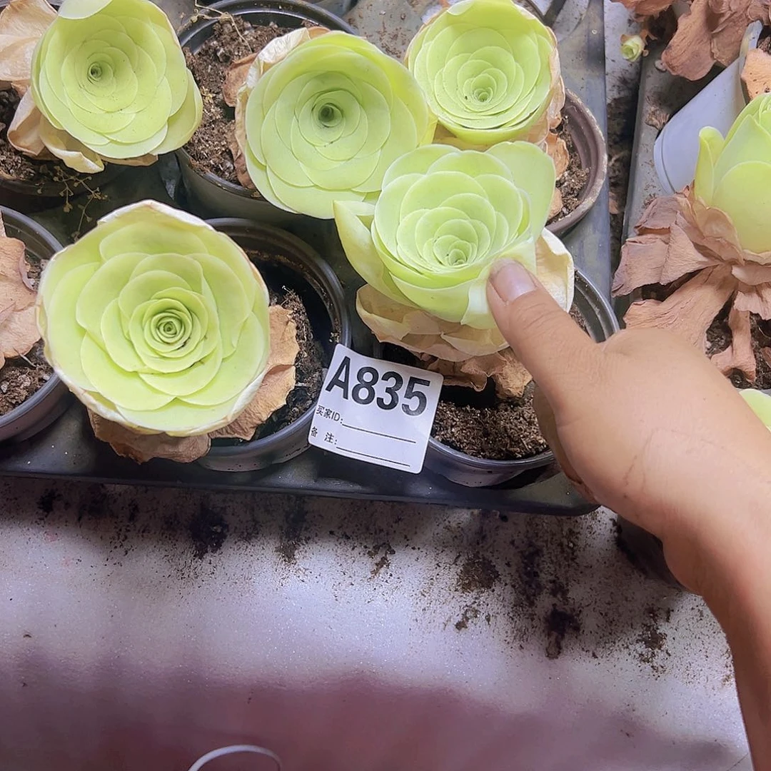 835玫瑰9厘米盆3个19包邮