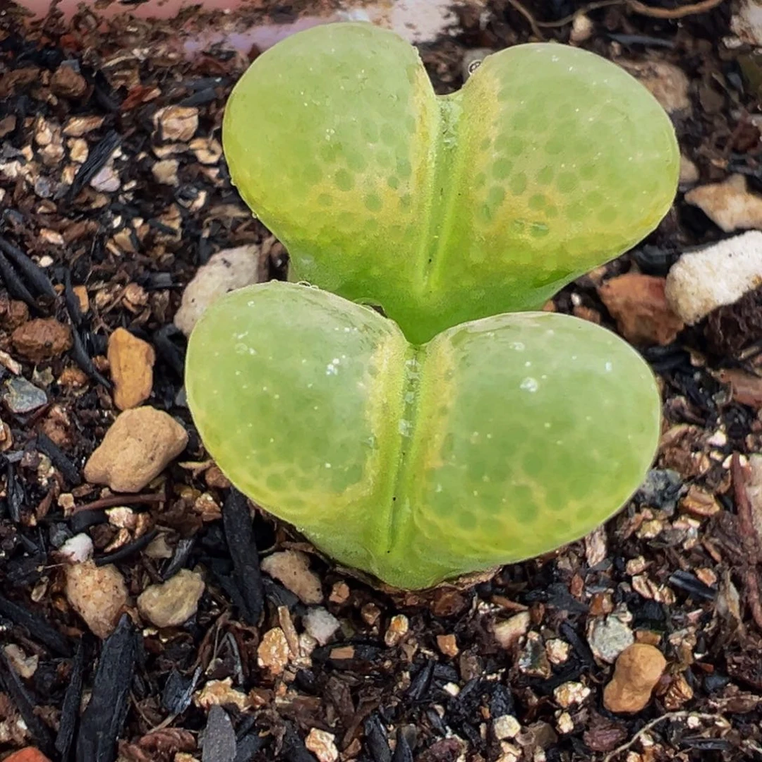 452多肉植物种类多样