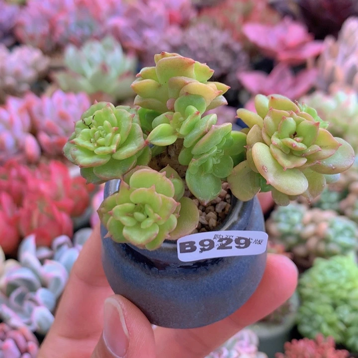 一物一拍含盆土满38包邮B929