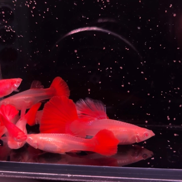 孔雀鱼折扇白子清缸8条