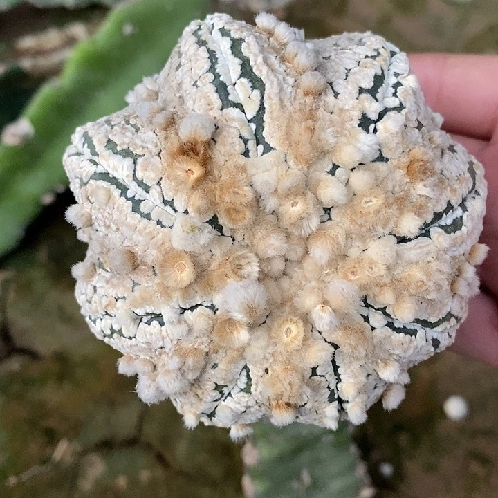 三角接精选花园海星