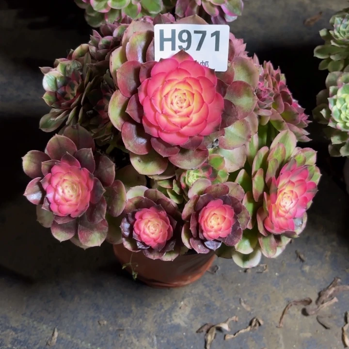 瑞妈，，，。。。971荔枝