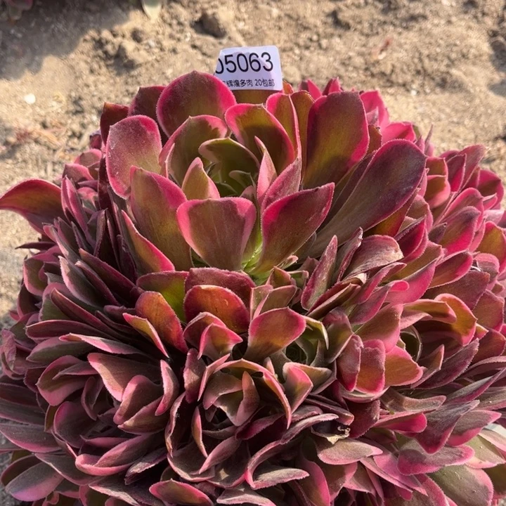 05063布加迪多肉植物