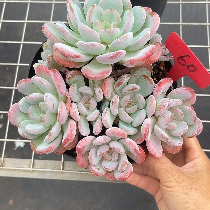 两单包邮，一物一拍60香橙