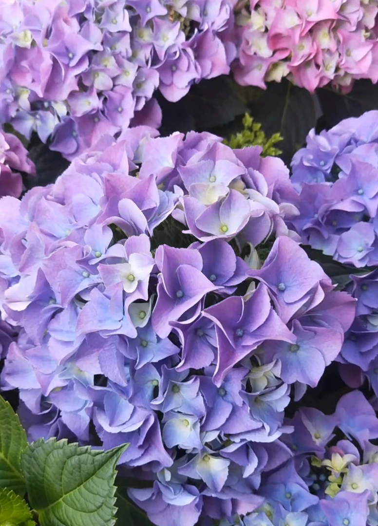 【七彩沉香】2加仑 混色绣球阳台庭院露天苗生花苞原盆原土基地直发