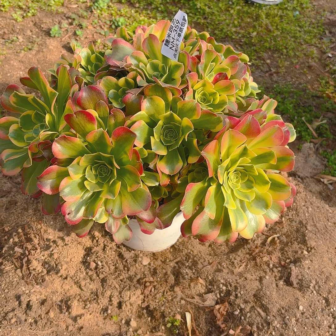 特斯拉多肉植物359