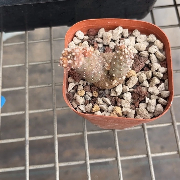 喵***酱我也不知道我为什么要这样