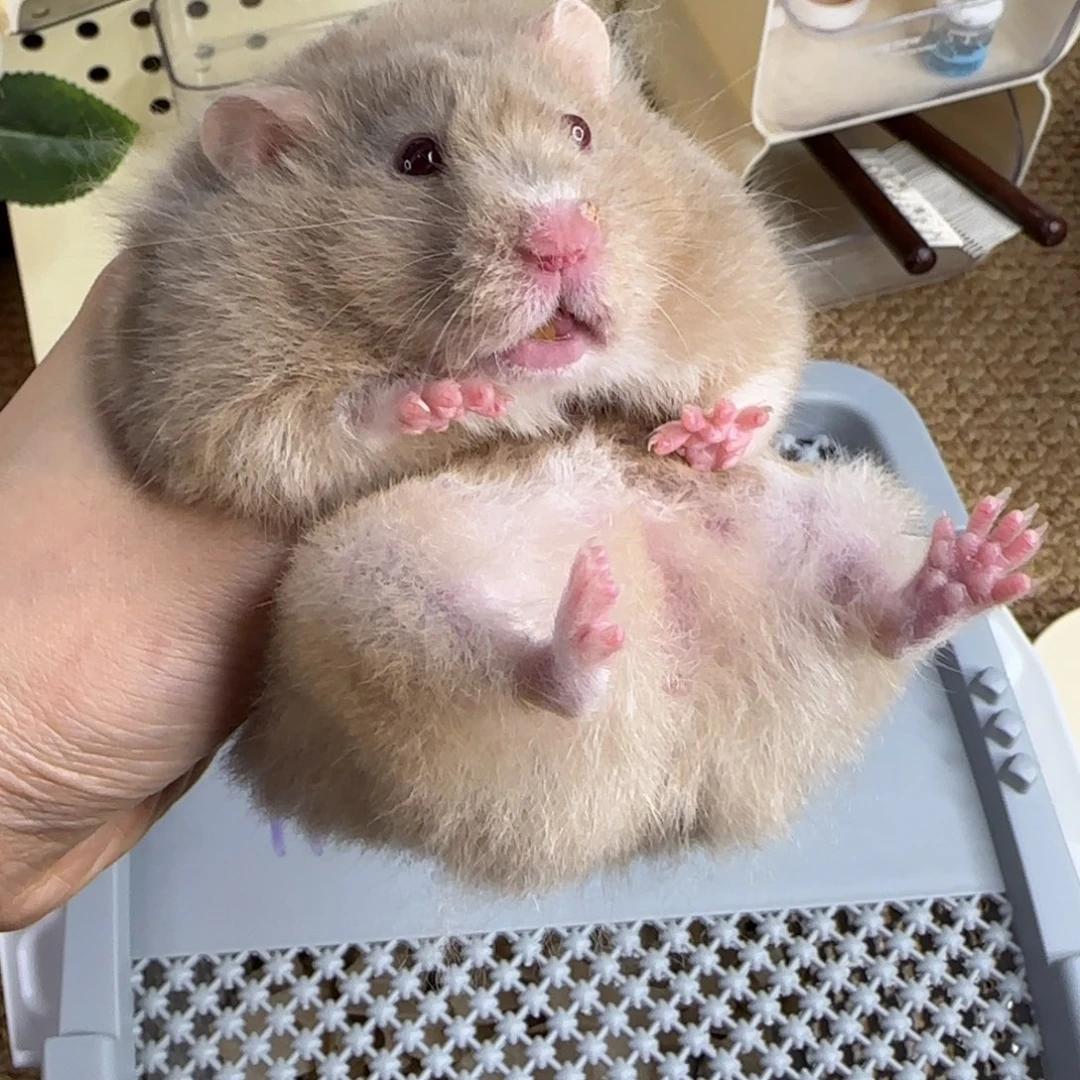 11-19鸽灰妹妹8个月174g