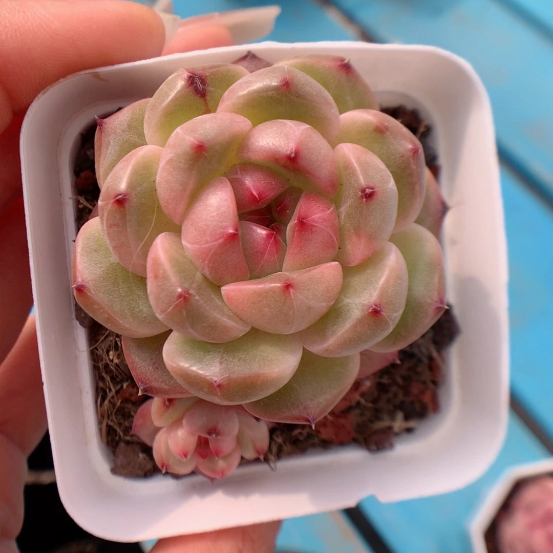 多肉植物。  糖心69