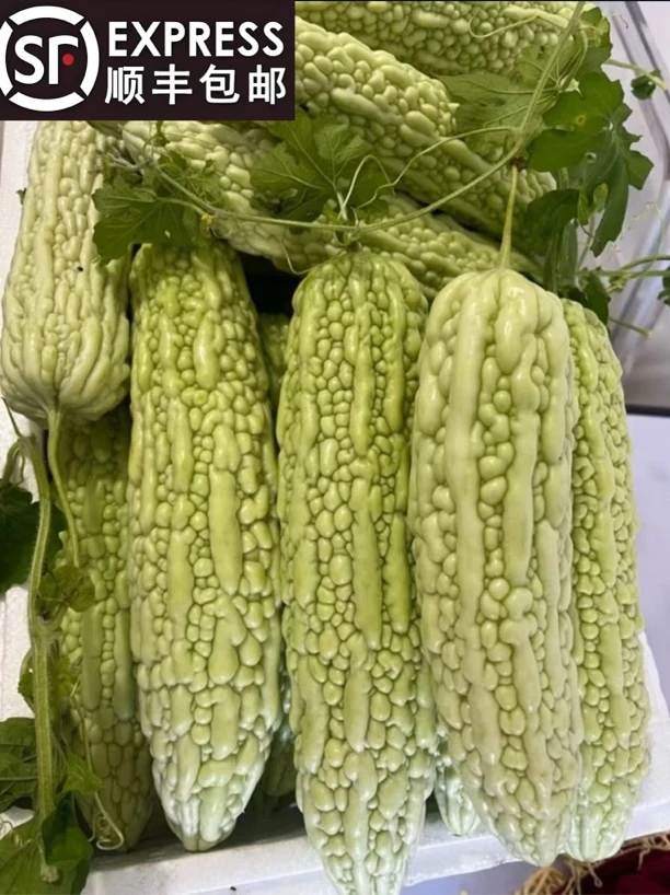 【苦瓜】新鲜农家自种当季苦瓜→比我命还苦的苦瓜