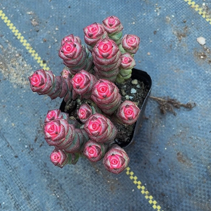 满盆钱串3.8带盆土发