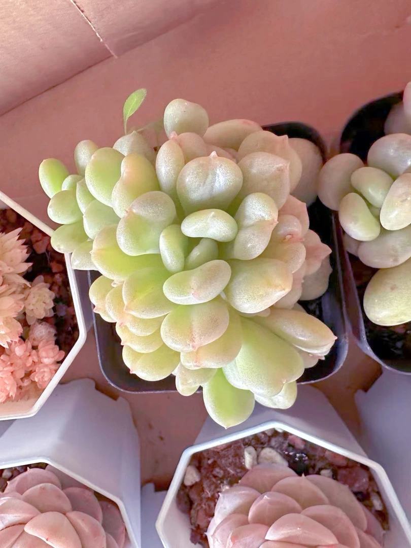 比尔盖茨爱心叶片多肉植物