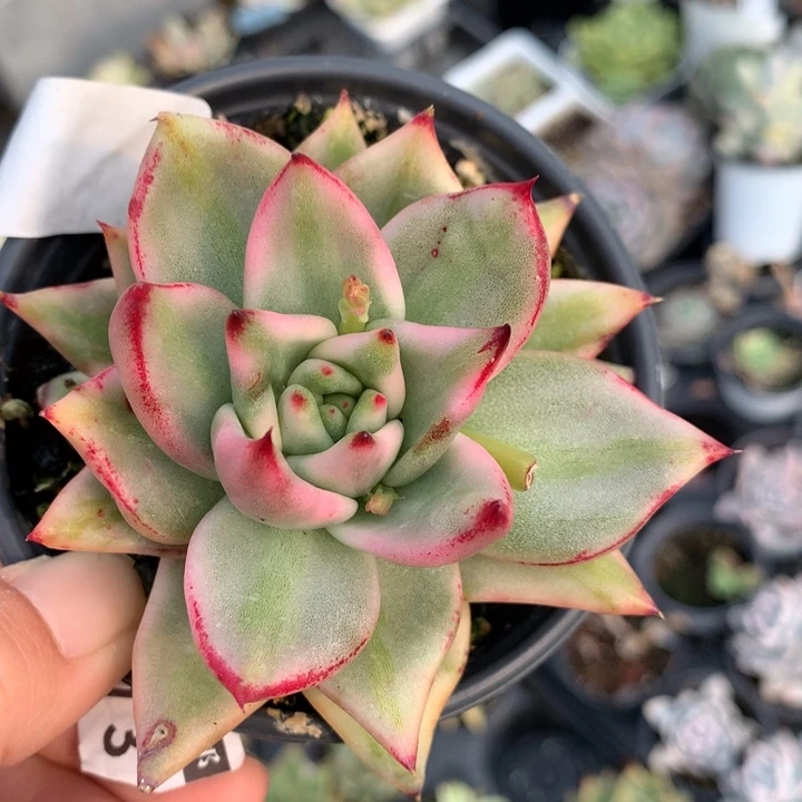 艾克魂锦多肉植物