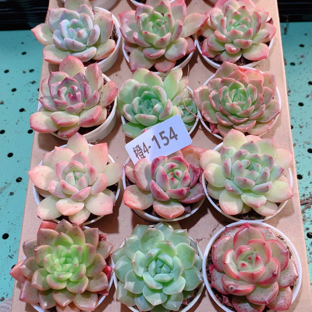 4-154一物一拍多肉带盆18颗