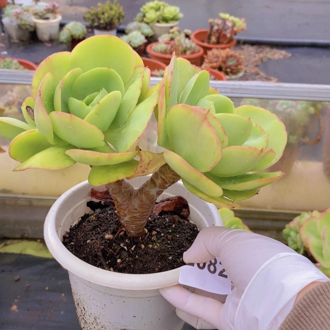 2082碧桃老桩一物一拍