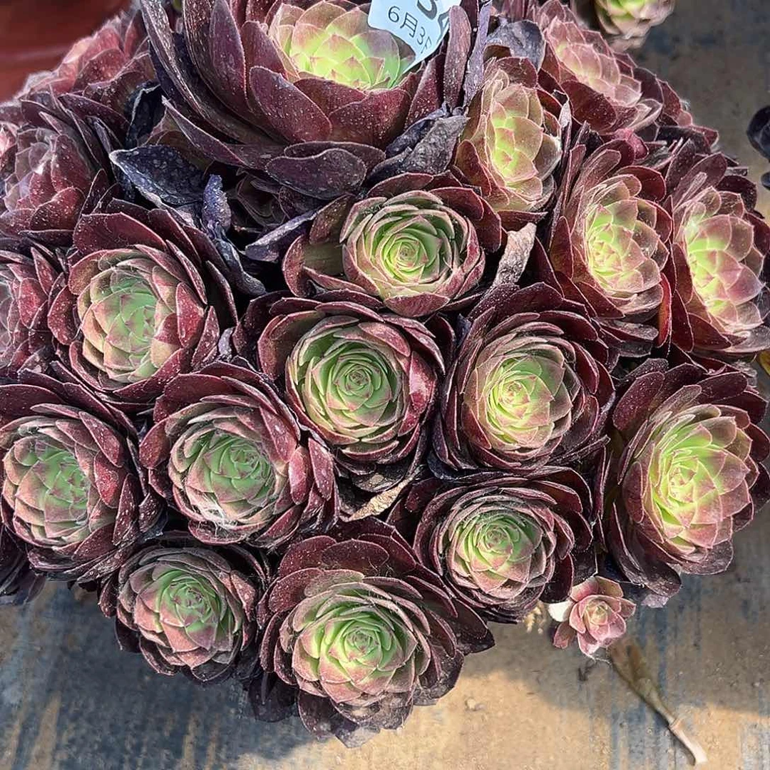 6.3-34黑魔多肉植物1