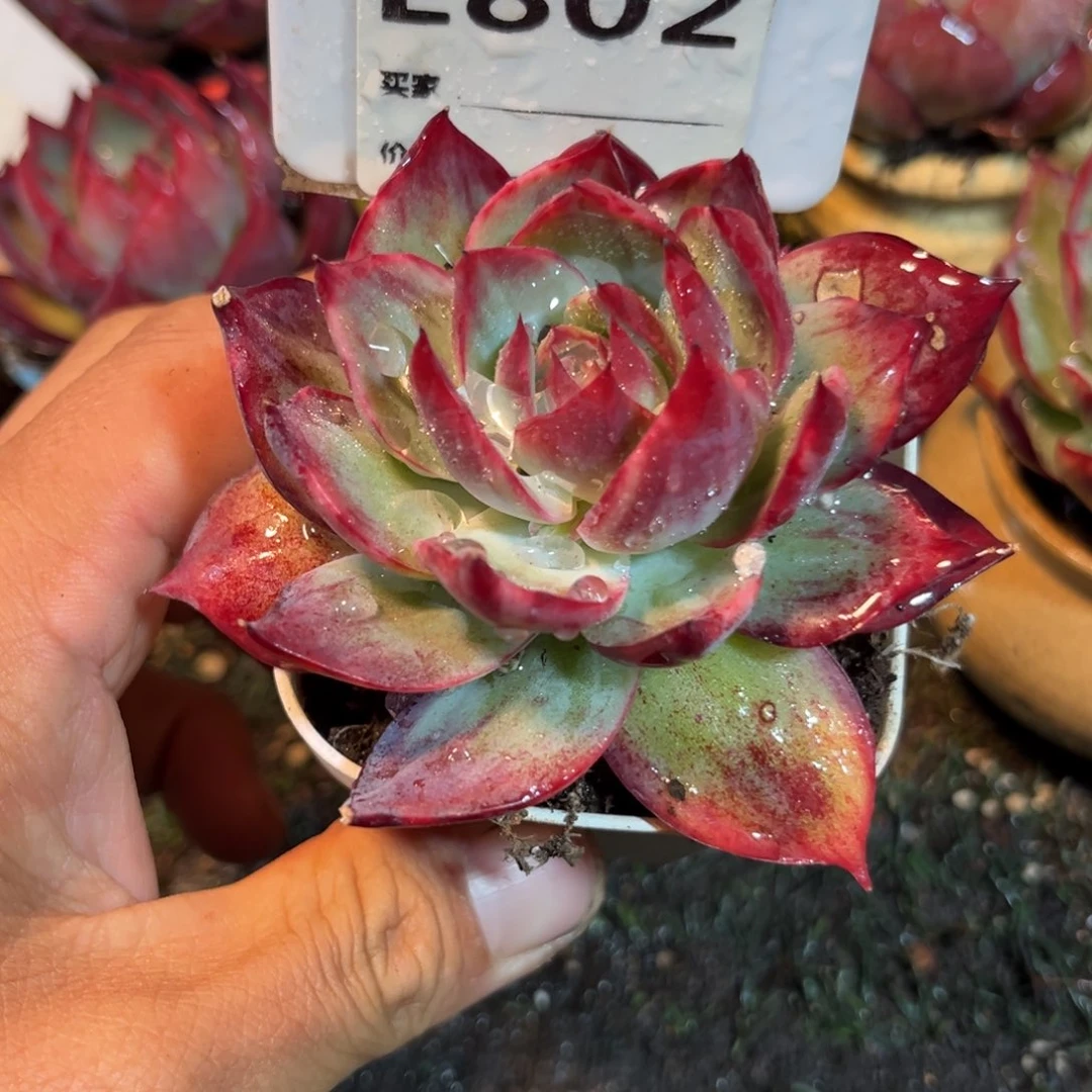 惊鸿一瞥802号多肉