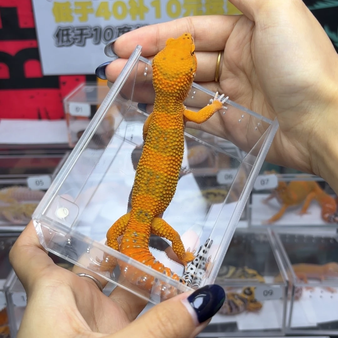 豹纹守宫翡翠弟弟