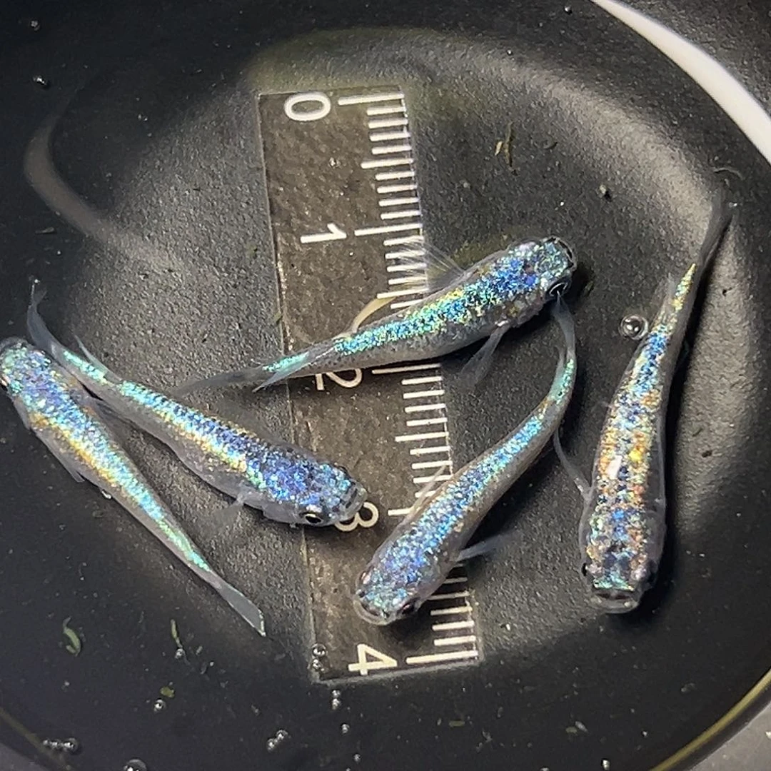 海水海王星一组17号