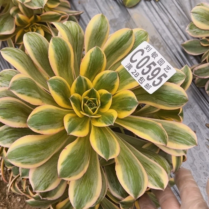 灿烂多肉植物法师0595