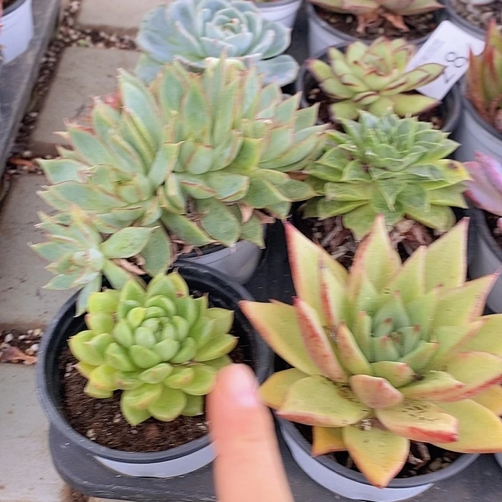 28 多肉植物盆栽花卉