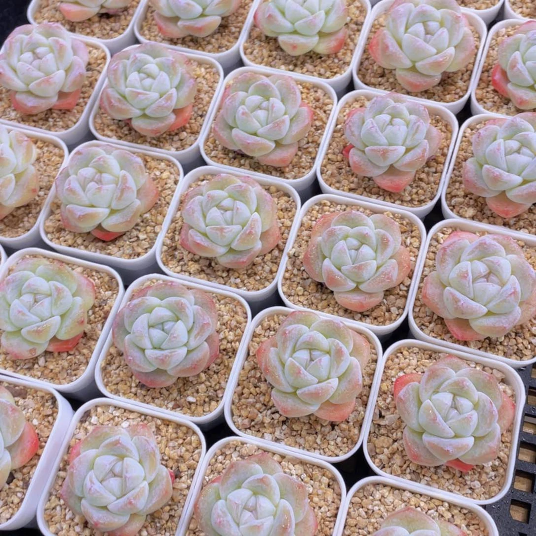 量拍100号 樱花钻石冰玉单头2个