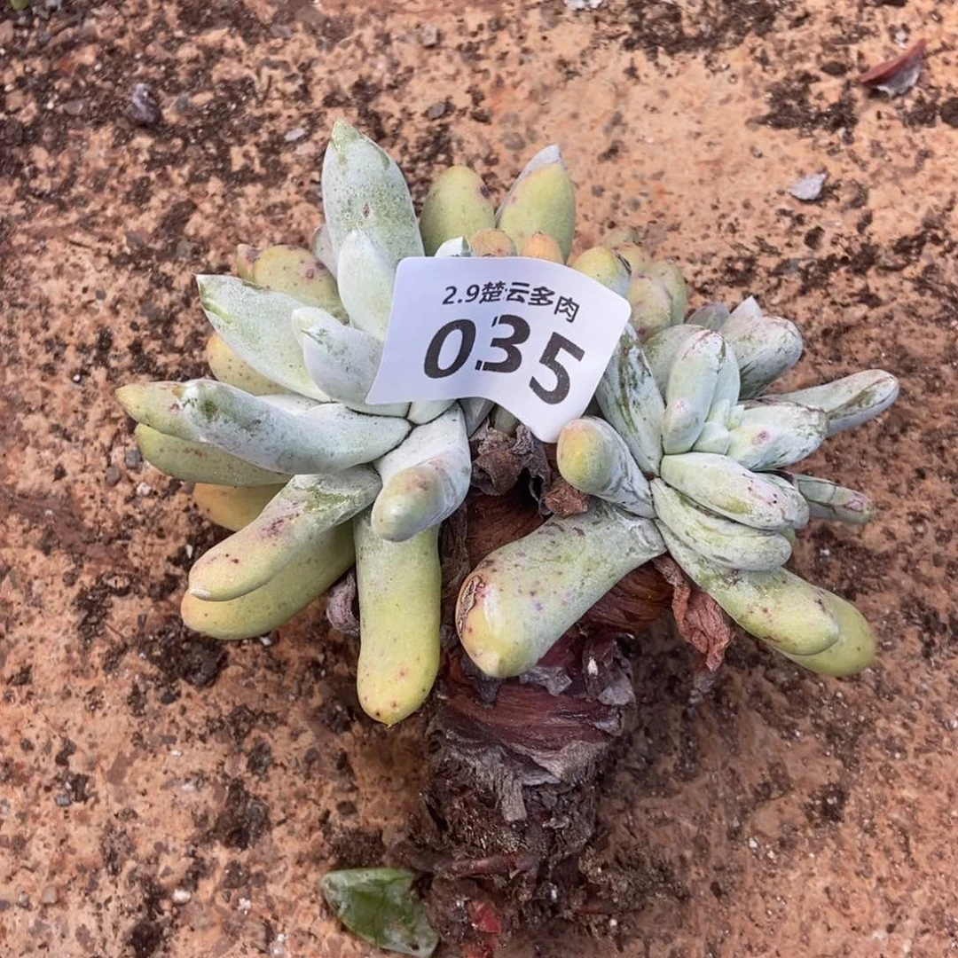 035多肉植物啦啦啦