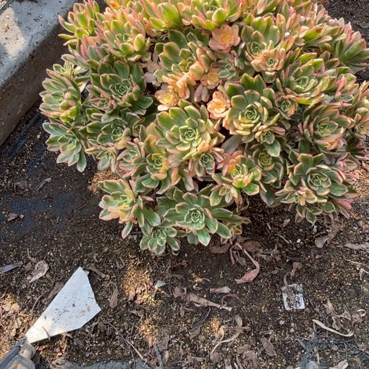 爱****子311点甜茶多肉植物