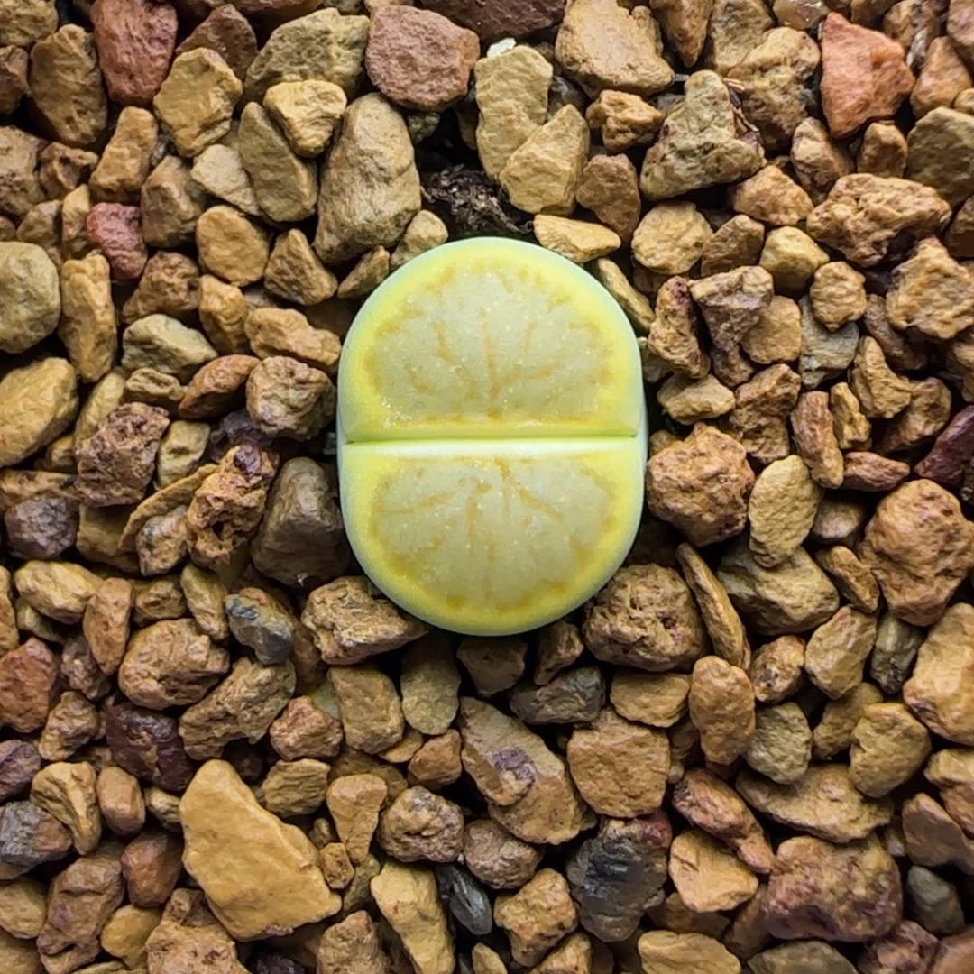 888 生石花大棚直播