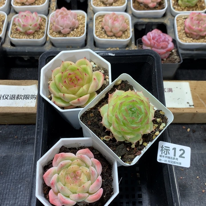 懒羊羊精品一物一拍