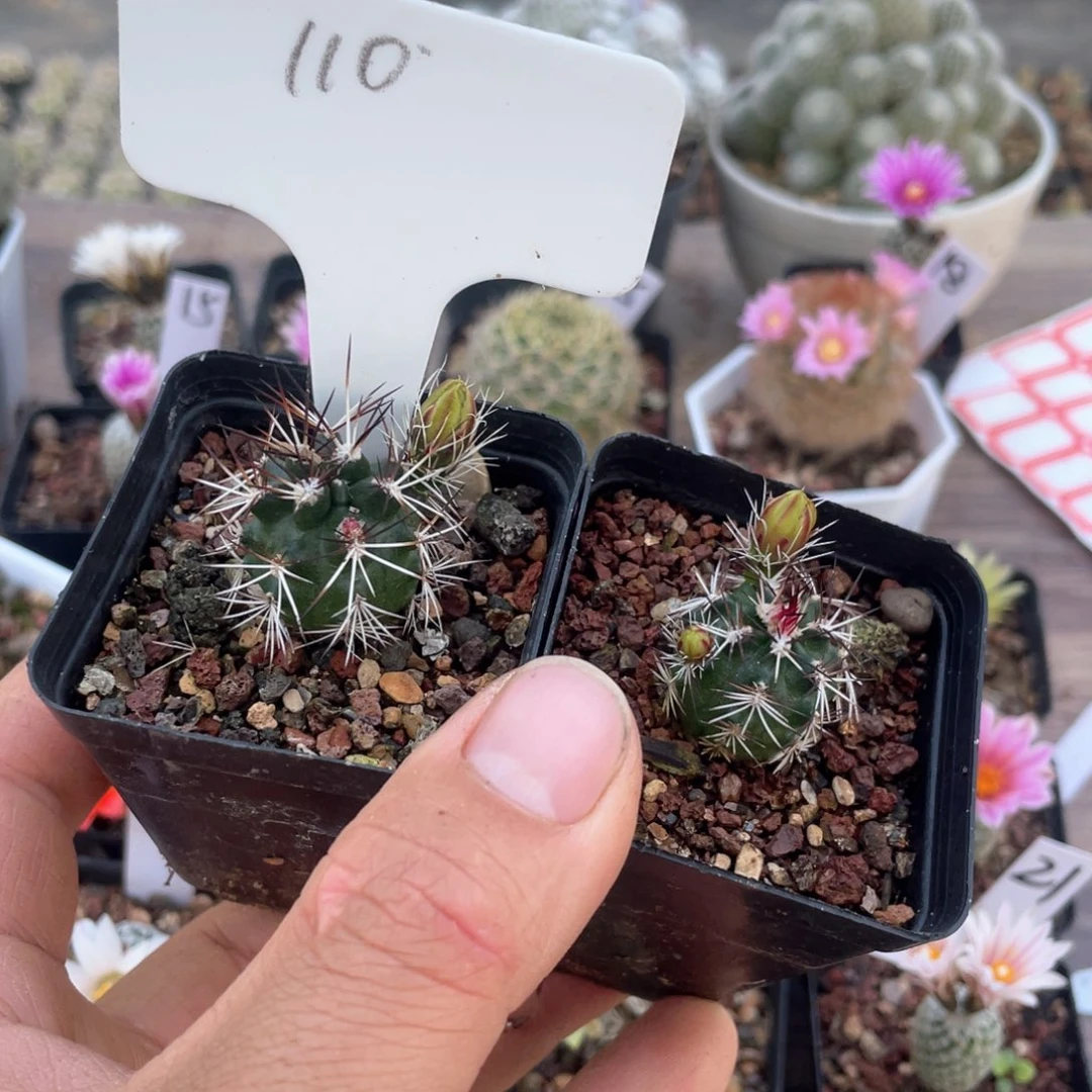 110往事多肉园仙人球