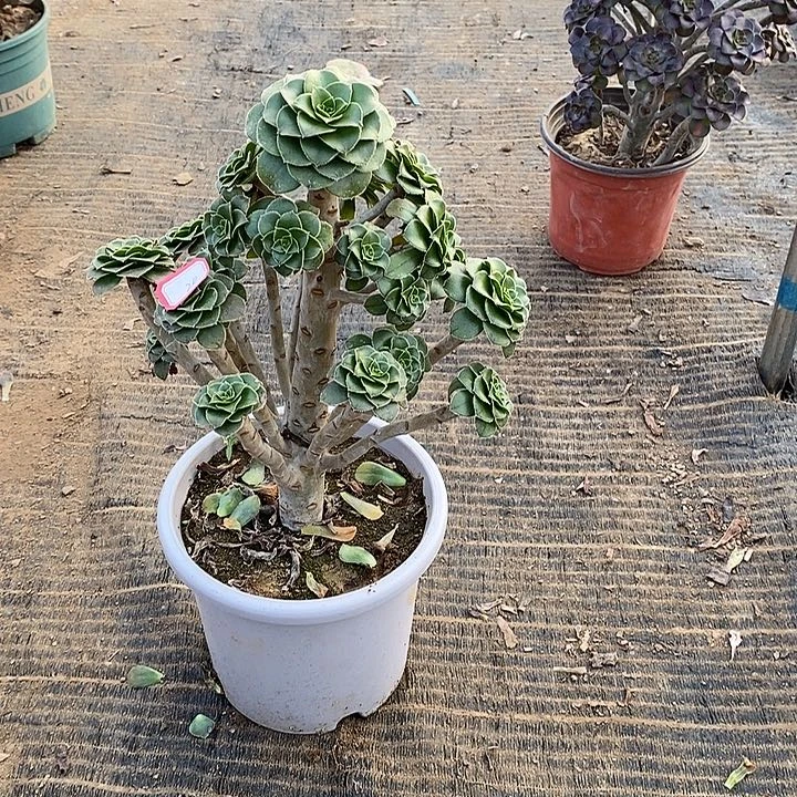 20，绿法师多肉法师