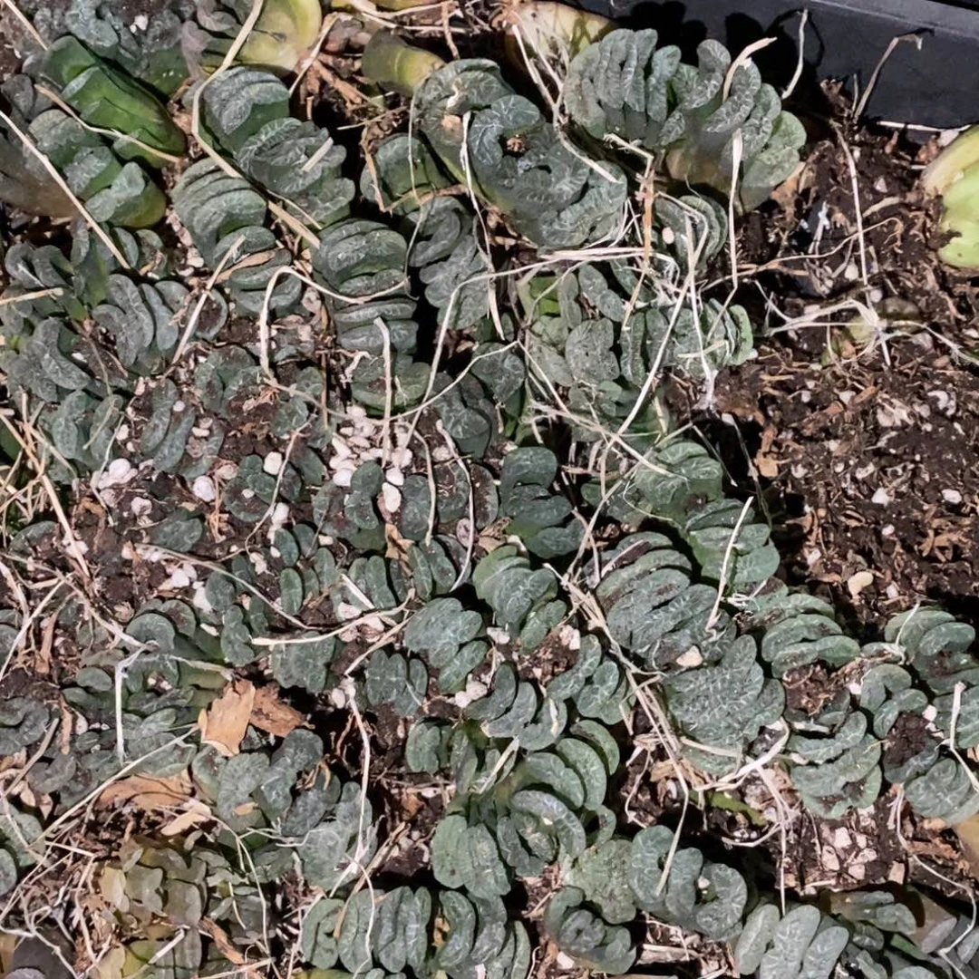 2320 一颗实生小玉扇