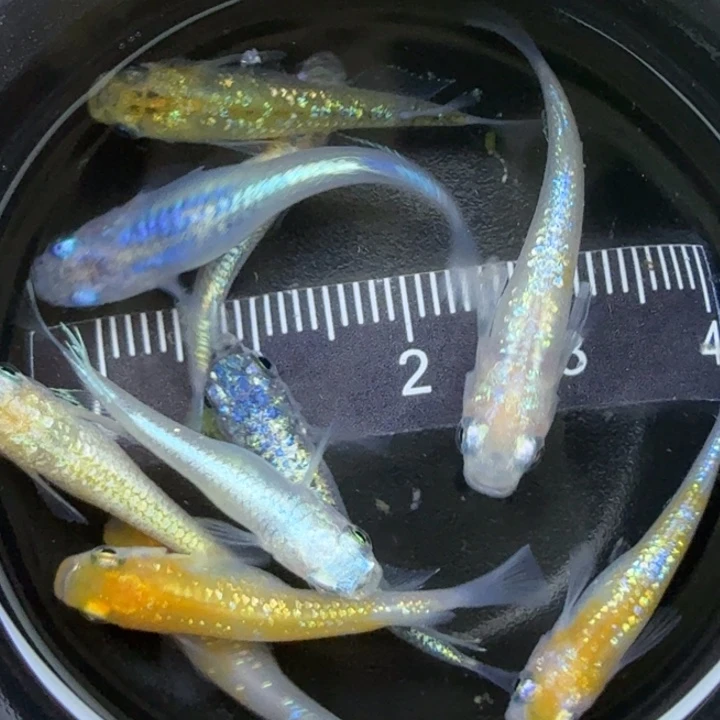 海水鱼混搭组合48号