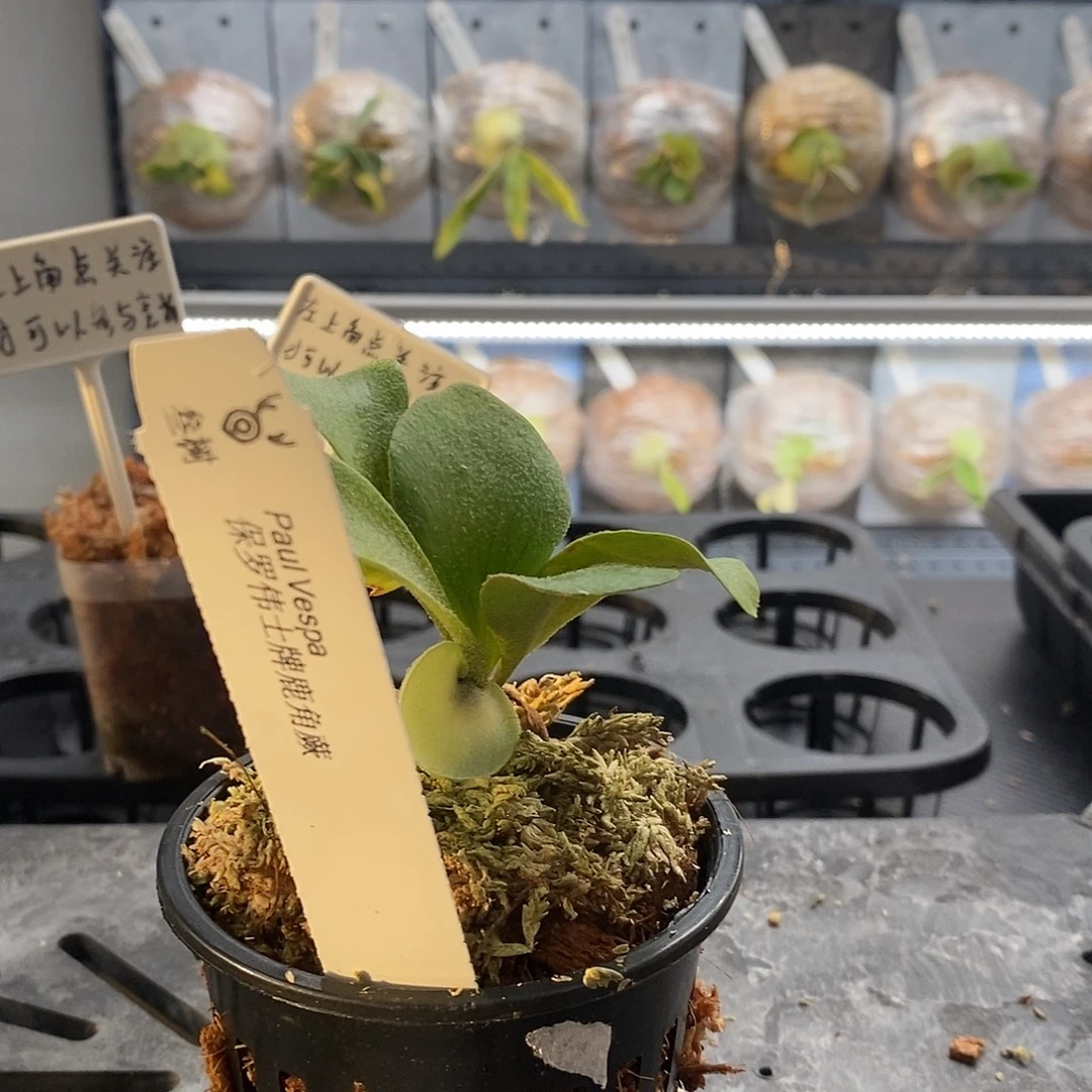 无花朵保罗伟仕拍鹿角蕨