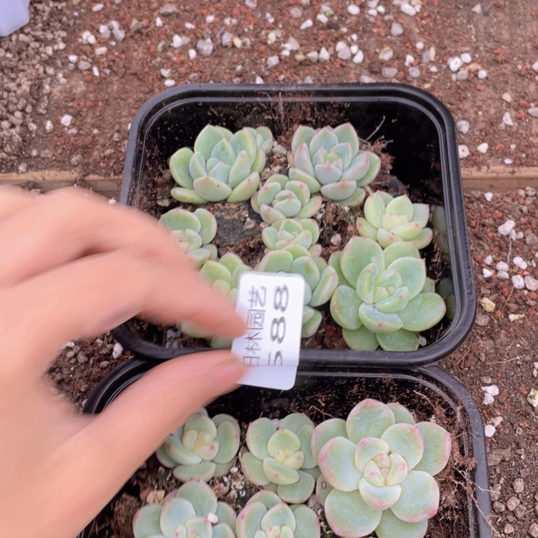 吃****基多肉植物多肉植物588