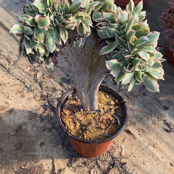 灿烂缀34多肉植物法师法师