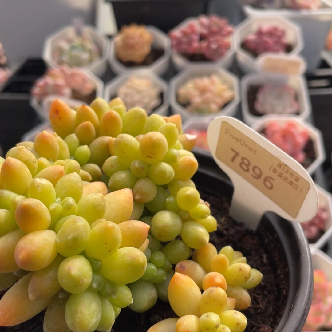 黄香蕉7896-10.厘米