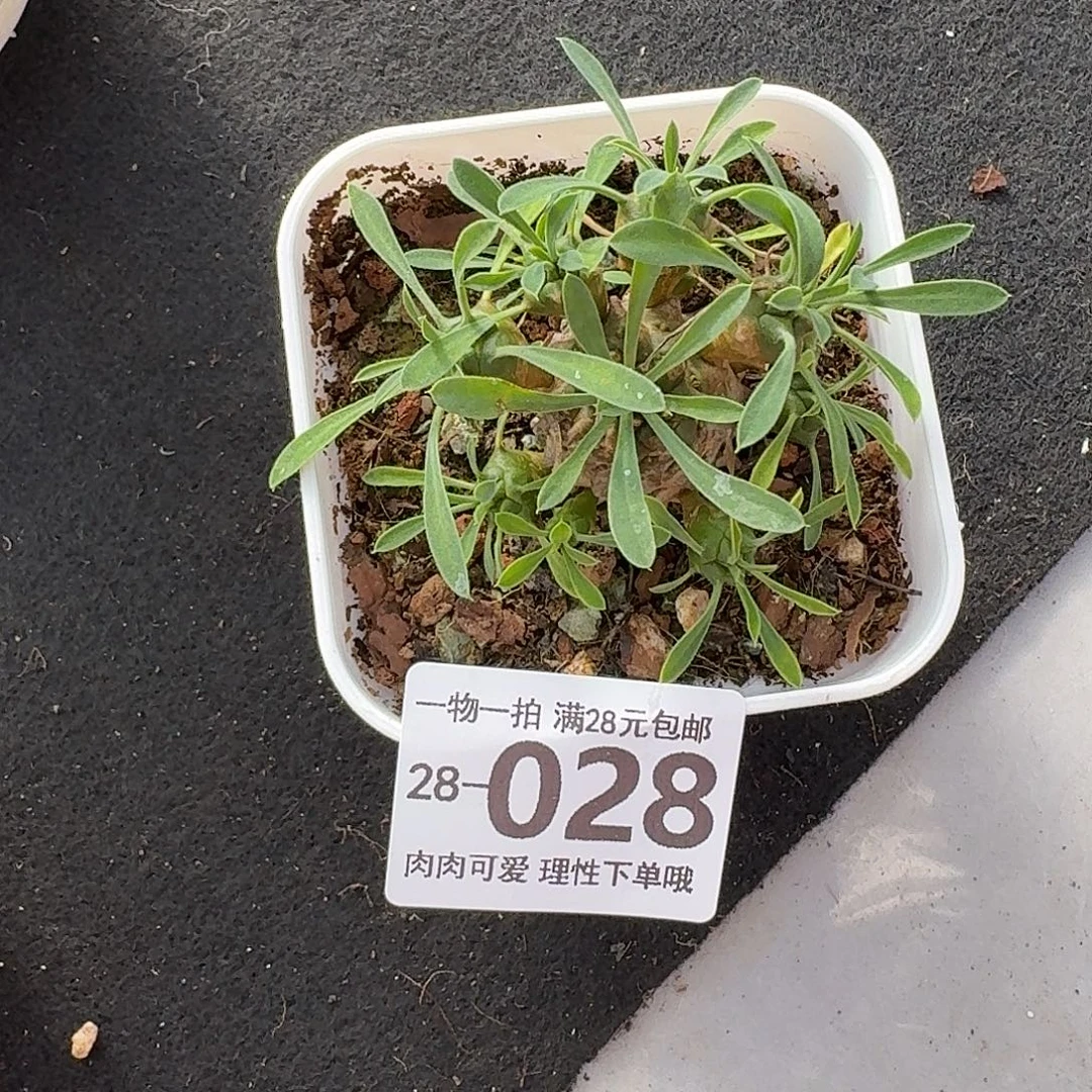 铁甲王无盆土发货无