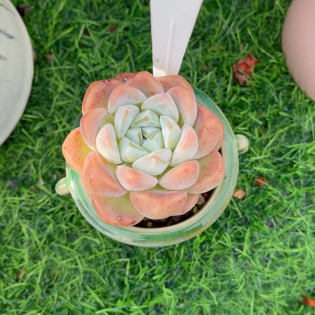 王***开多肉植物3346 一定要拍个冷链哦