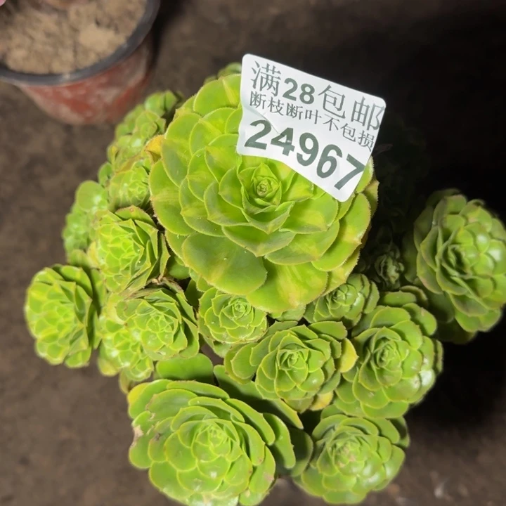 24967南琉璃多肉植物