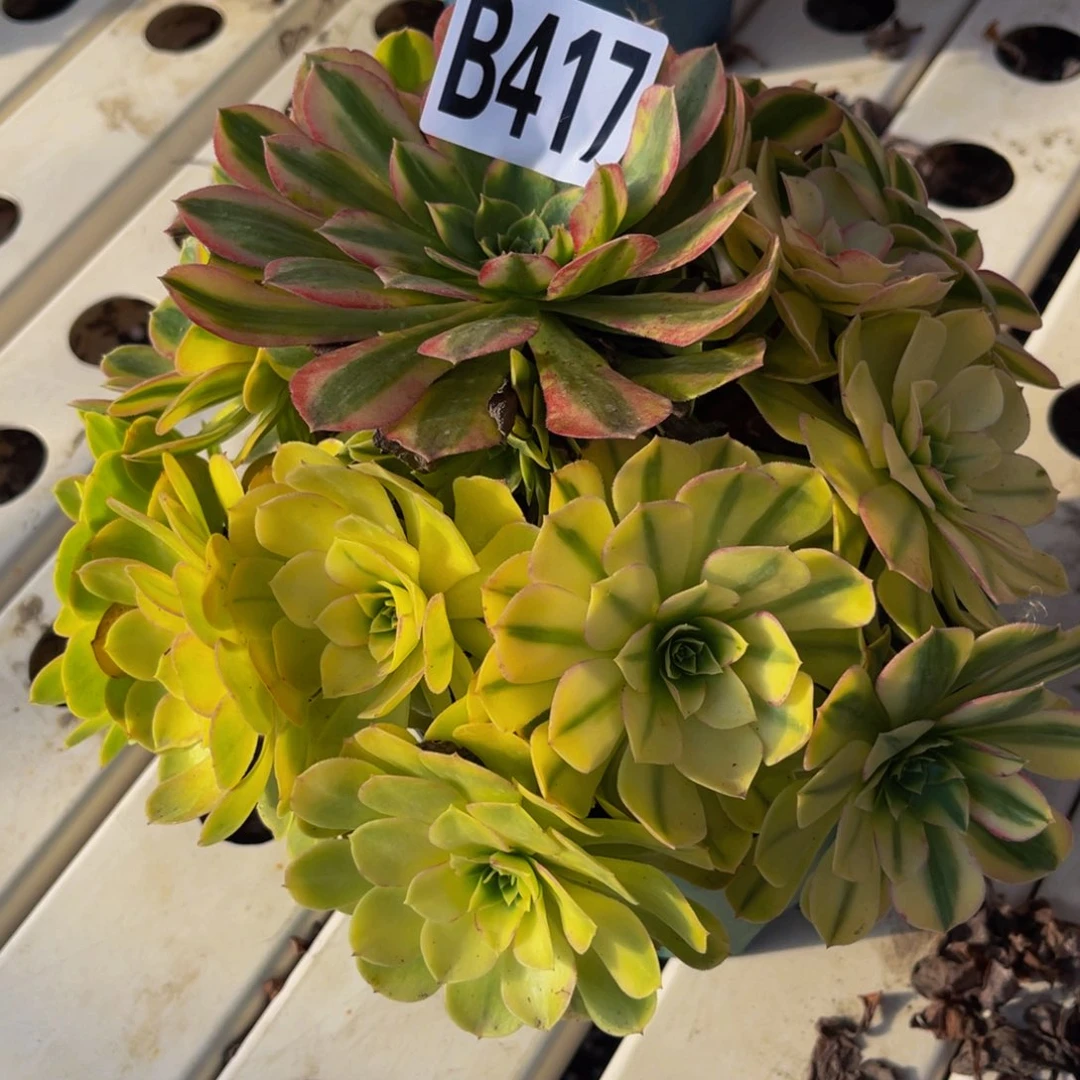 雨荷法师7/////5包邮