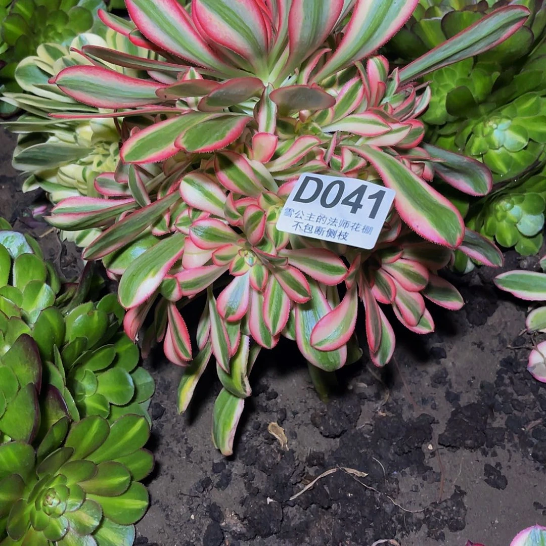 法师法师26-22包邮法师