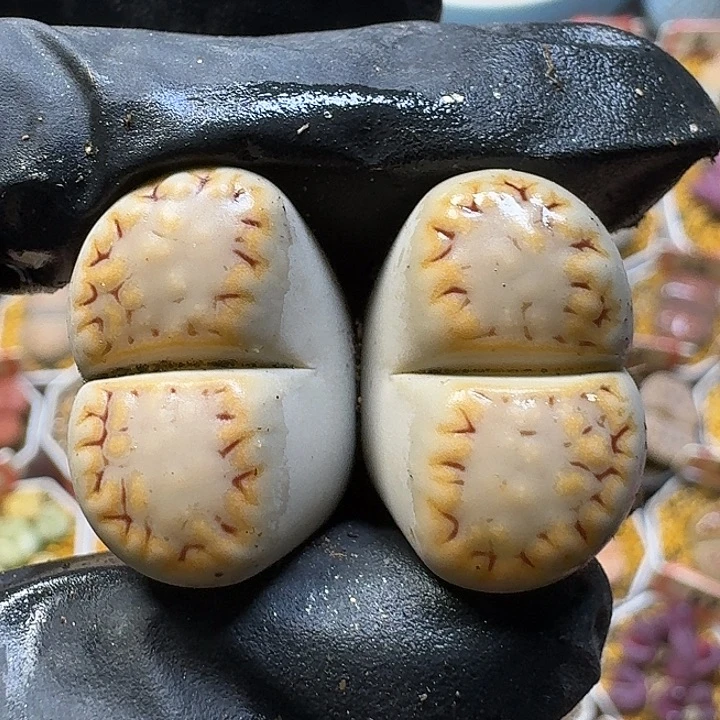 生石花111111。  大饼干。   100